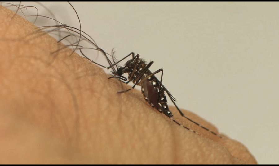 Center center aedes aegypti