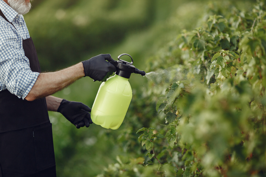 Center farmer spraying vegetables garden with herbicides man black apron