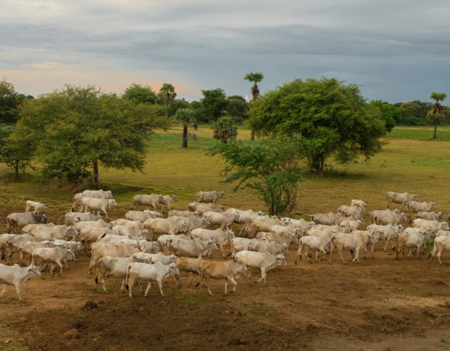 Center um por do sol tranquilo e descontraido com um rebanho de gado zebu em myanmar