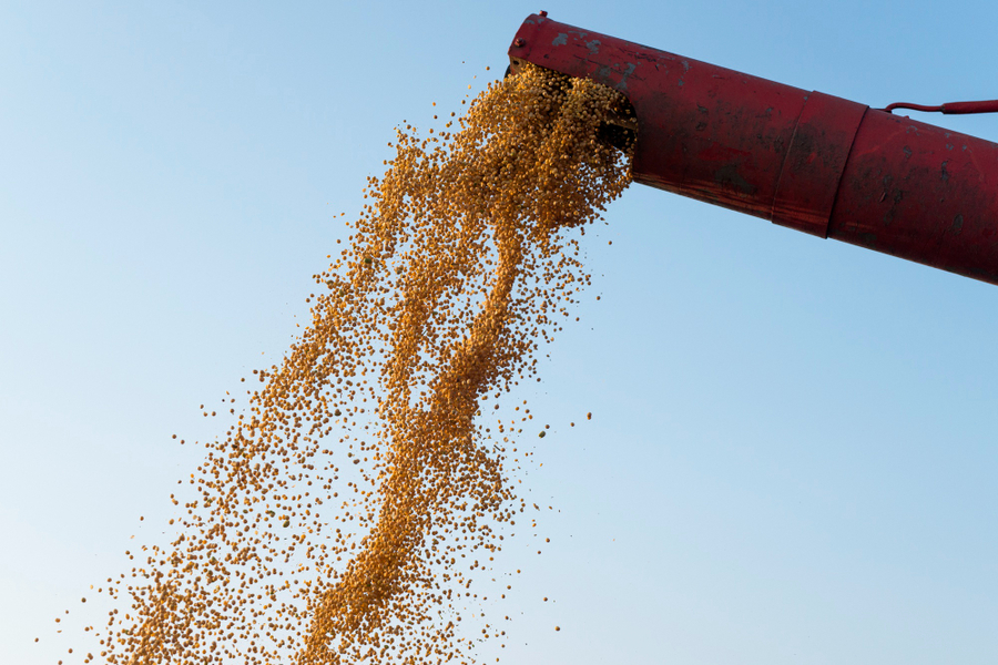 Center colheita de milho combine o descarregamento de sementes de milho apos a colheita