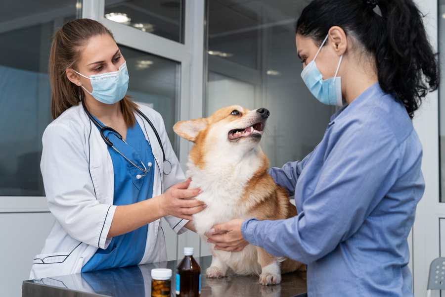 Center veterinario cuidando de cachorro de estimacao