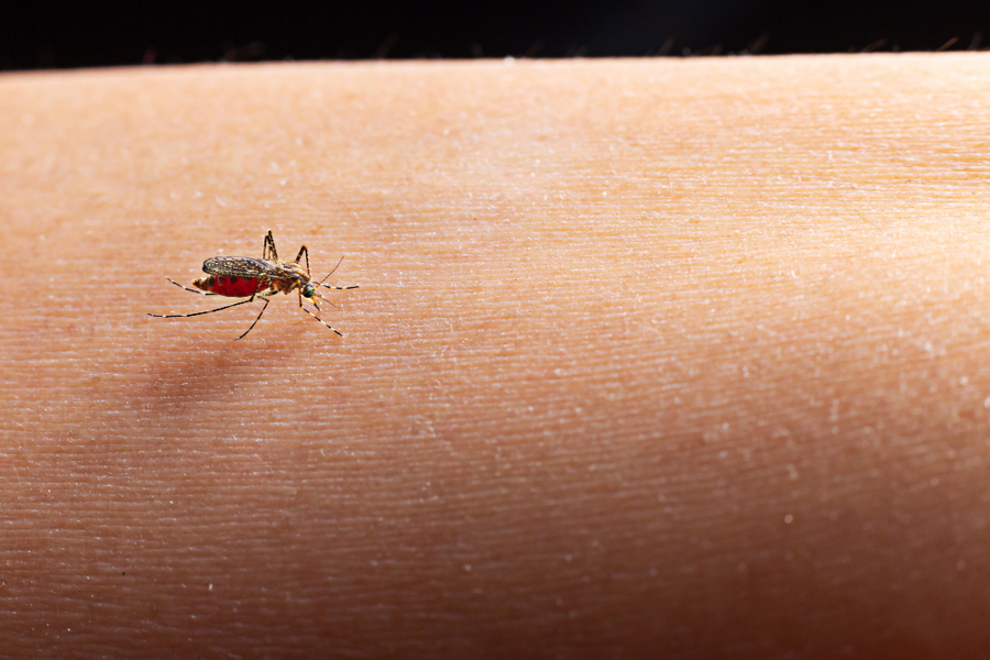 Center close up de um mosquito chupando sangue
