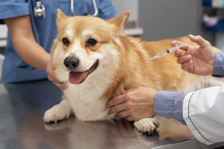 Center veterinarian taking care pet dog