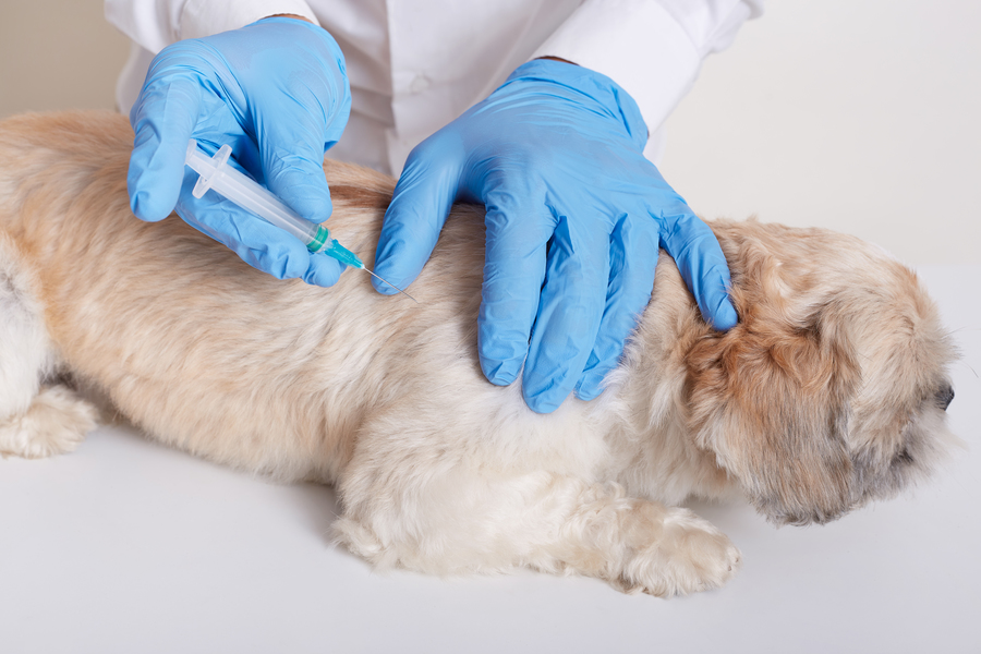 Center veterinarian latex loves dong injection dog vet holds syringe hands