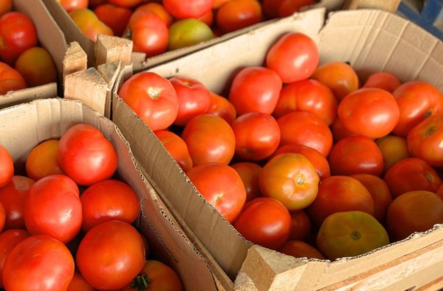 Center 14082025 tomate