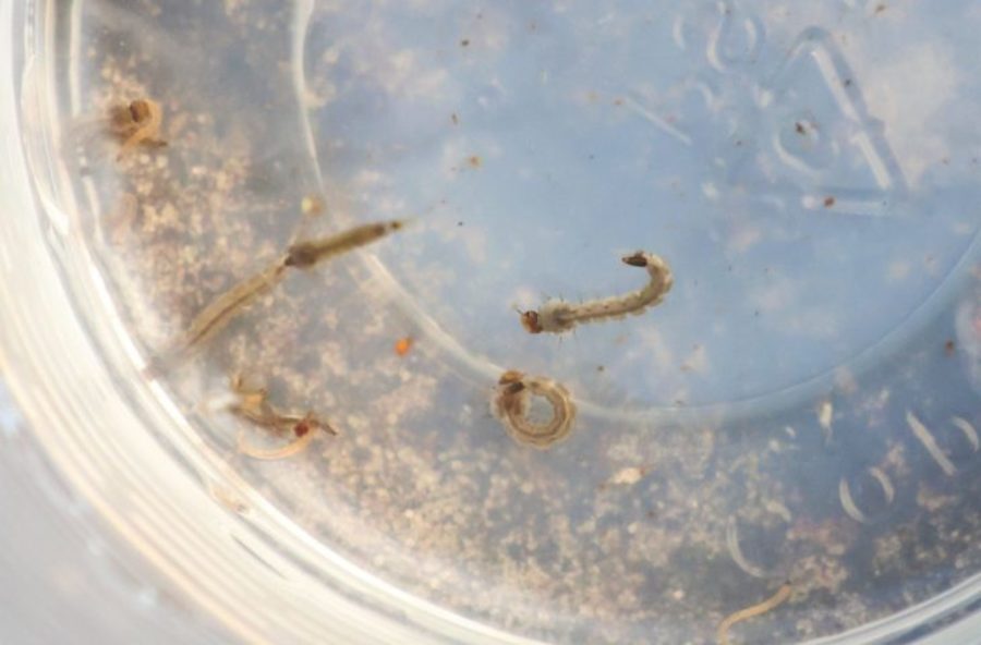 Center 01092025 dengue1