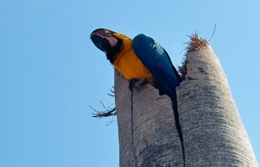 Center 25092025 arara