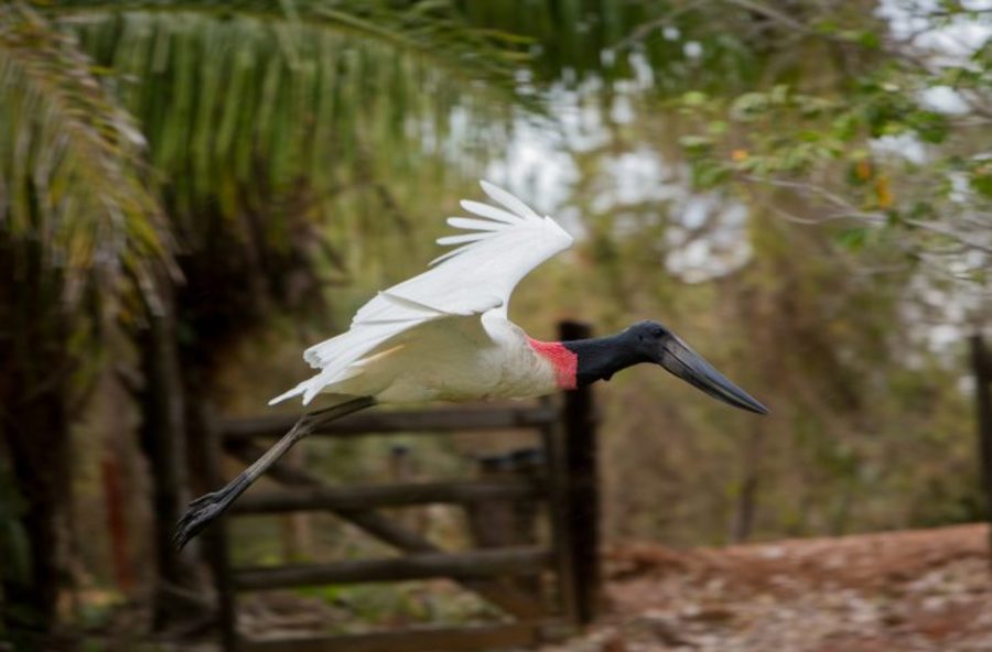 Center visitms pantanal miranda pousada pantaneira observacao de aves 1 foto visitmsoficial 730x480