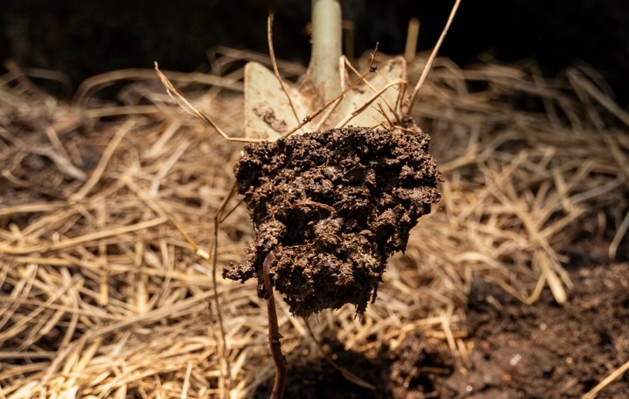 Center 07112025 adubo