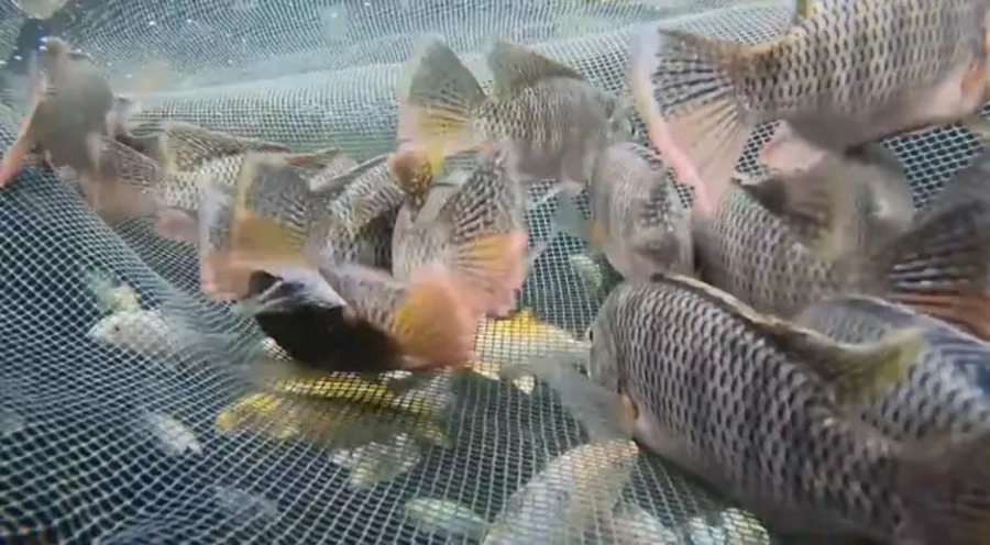 Center whatsapp image 2025 11 22 at 08.22.26