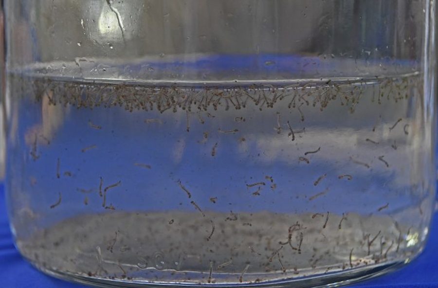 Center mosquito da dengue foto bruno rezende 01 730x480 1