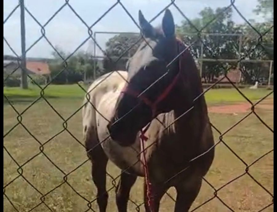 Center 30112025 cavalo