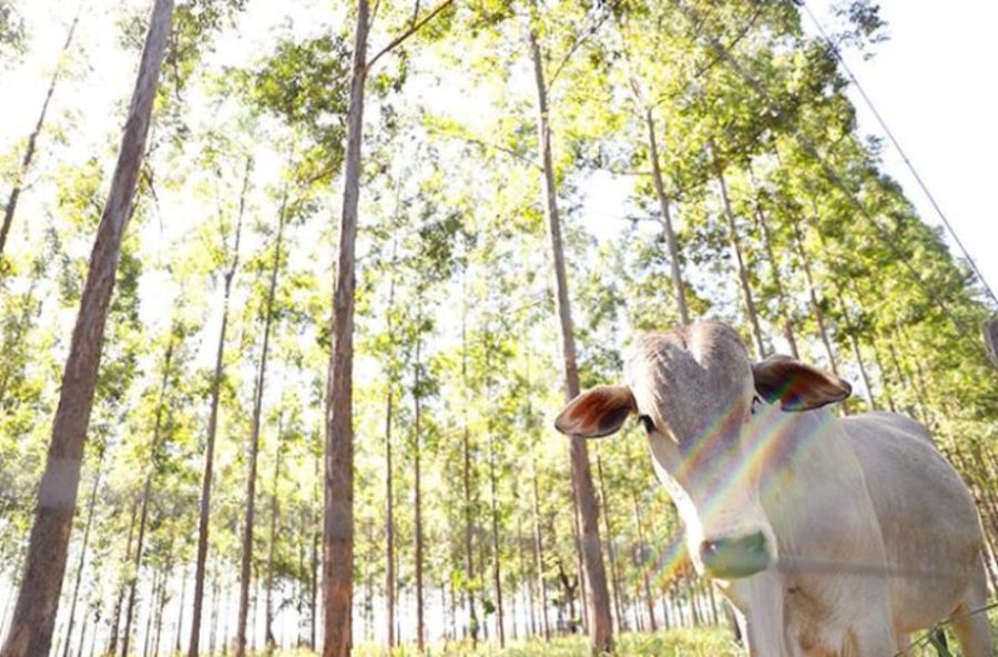 Center integracao lavoura pecuaria floresta foto joao carlos castro famasul 730x480