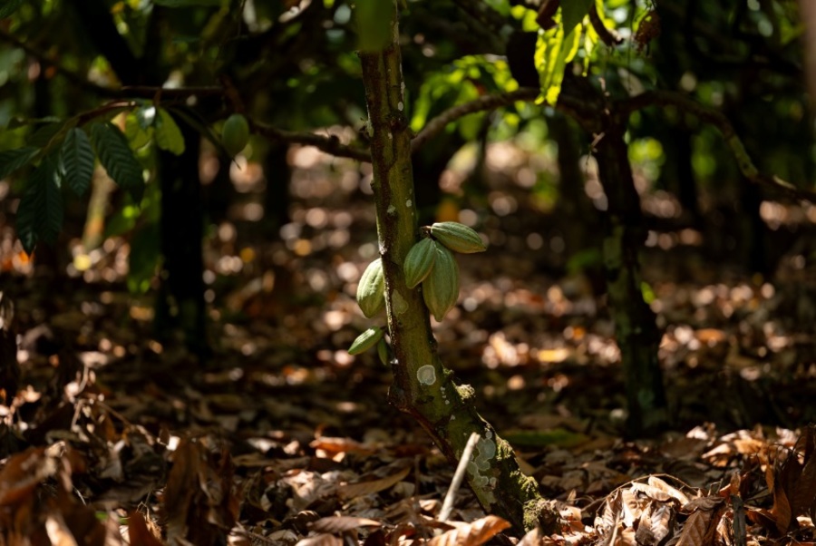 Center 16122025 sicredi cop30