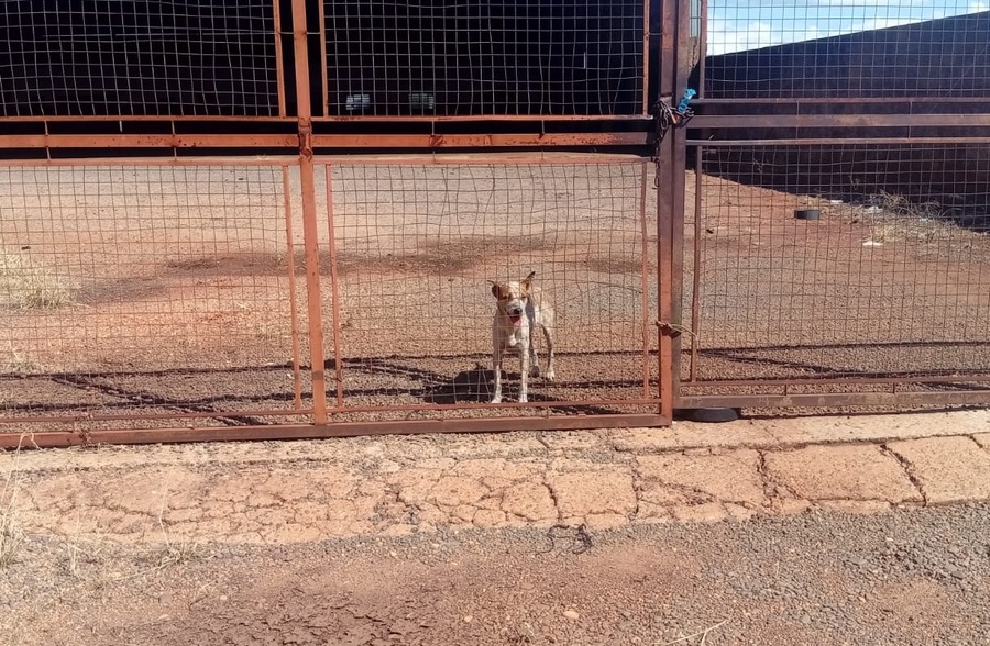 Center 31122025 animais1