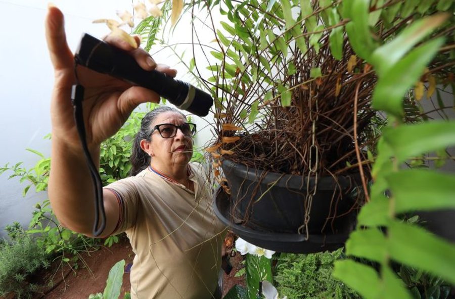 Center 05012026 dengue