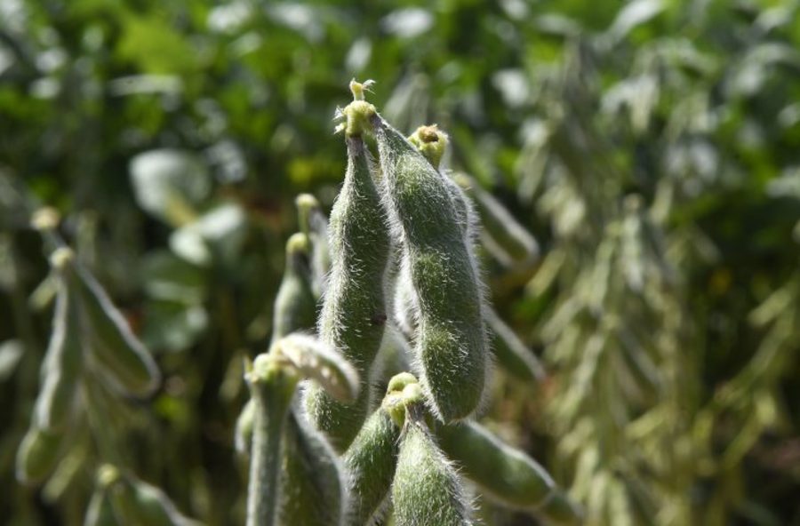 Center 06012026 soja