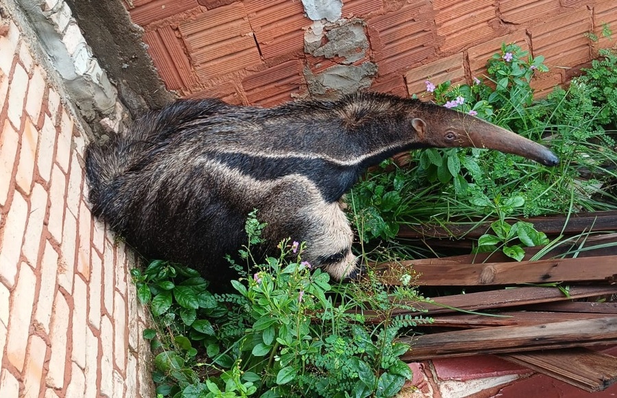 Center 02022026 tamadua