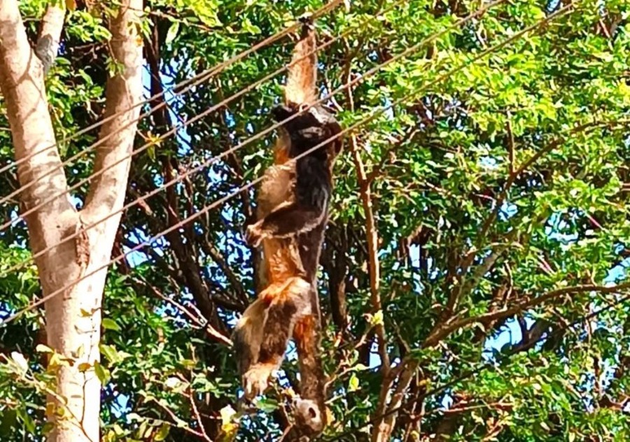 Macaco Fica Pendurado Em Fiação Elétrica Após Levar Diversos Choques 7954